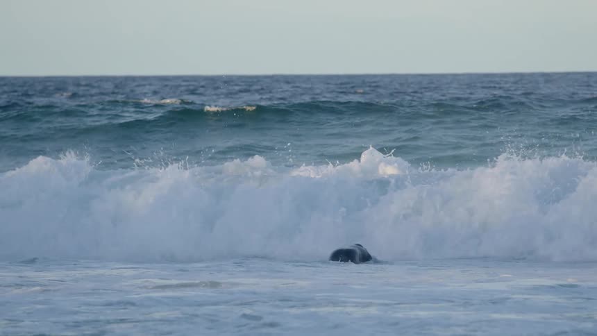 A man wearing a wet suit dives head in to a wind wave off the shore of a beach at daytime