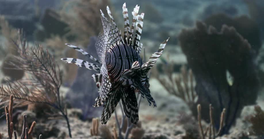 A lionfish swims with fins and tail waving as other fish swim