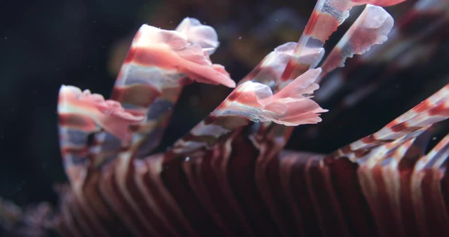 Red Lionfish spines gliding in the water