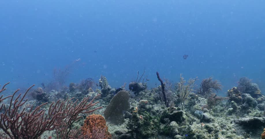 Fish swimming close to a coral reef at the bottom of the ocean