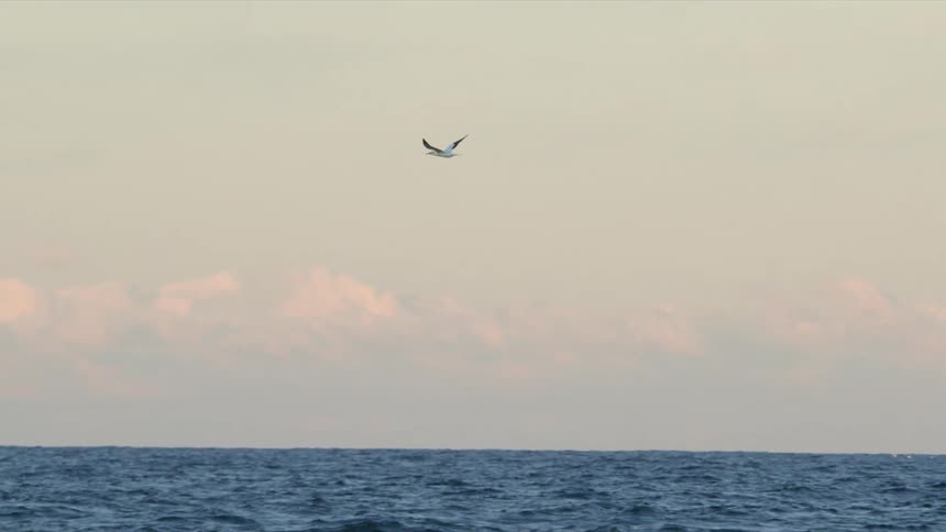 Seagull flies over ocean on a cloudy day