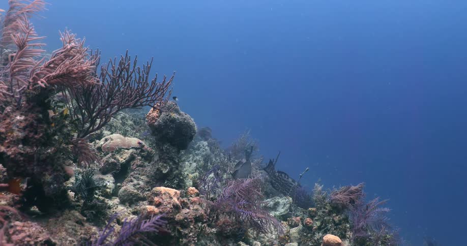 Underwater footage of fishes swimming over a coral reef in the blue ocean waters
