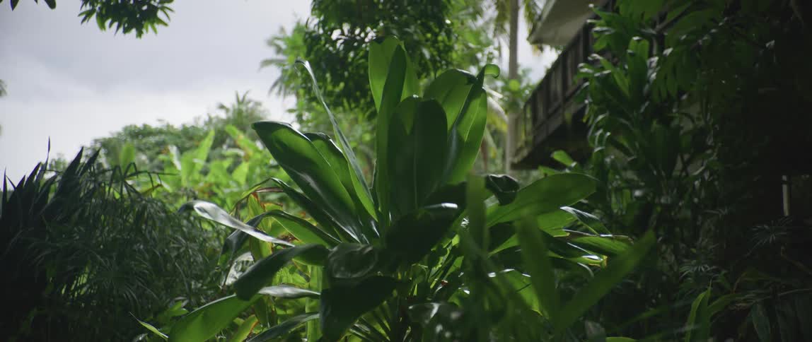A plant near a building in a tropical area