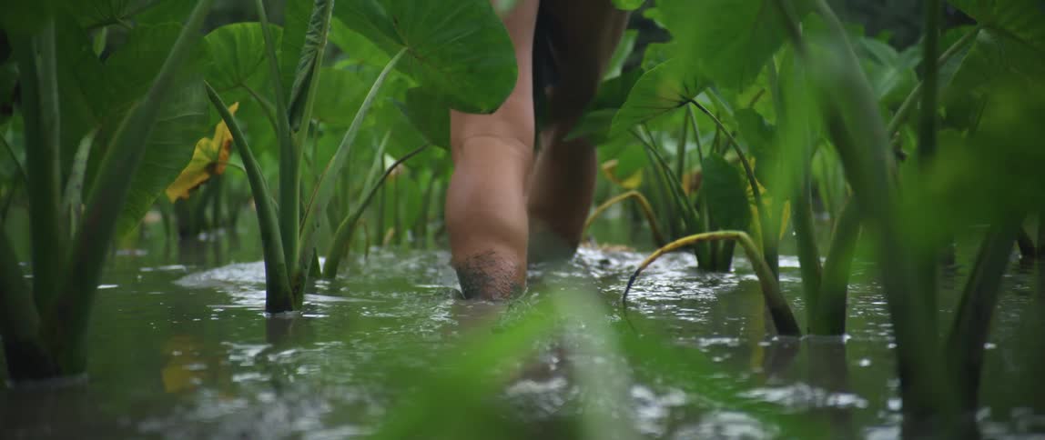 Close up of legs walking through muddy water filled with plants at daytime