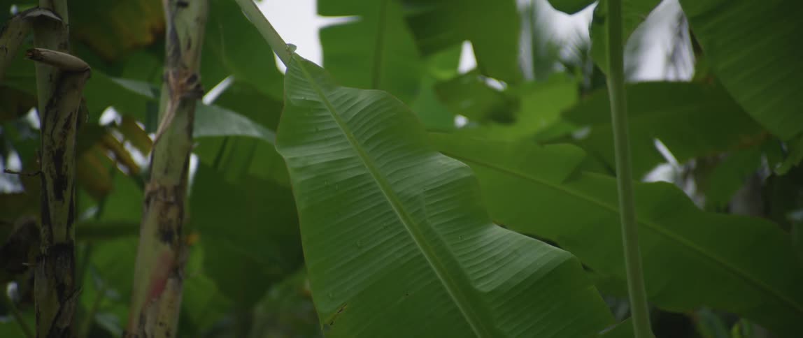 Leafs are displayed in a tropical area