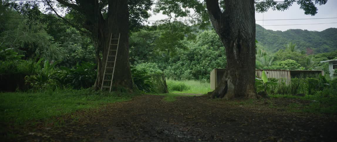 Stair reclined against a tree in the backyard of a rural property