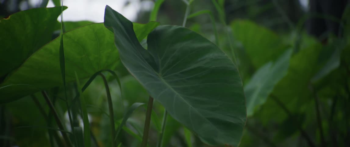 Lush green leaves in the wind