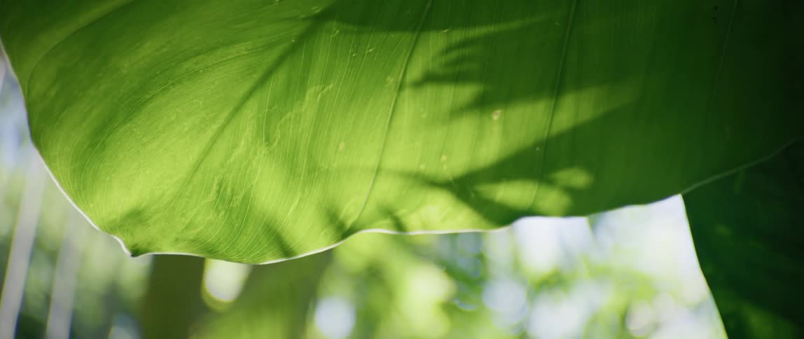 Sun shines on big green leaf in the forest