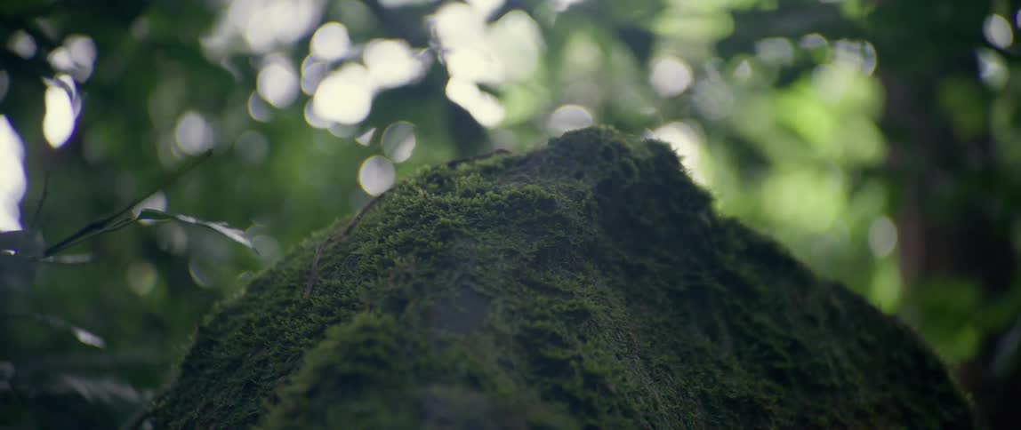 Moss growing on a rock in a forest