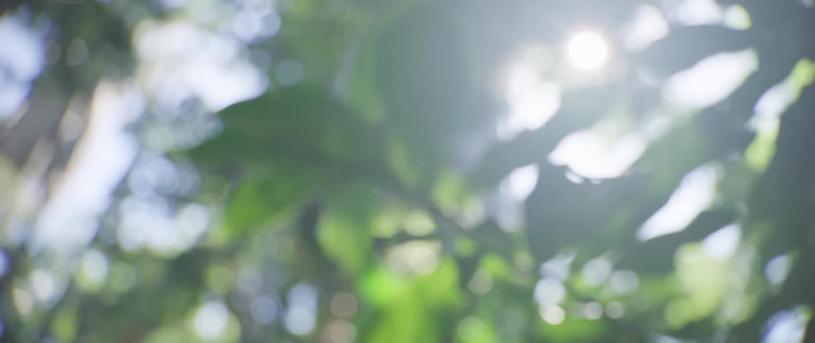 A plant with leaves with trees the sky and clouds in the background