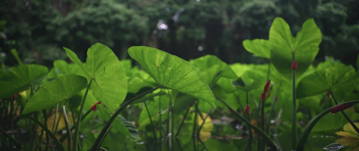 An insect flies over leafy plants