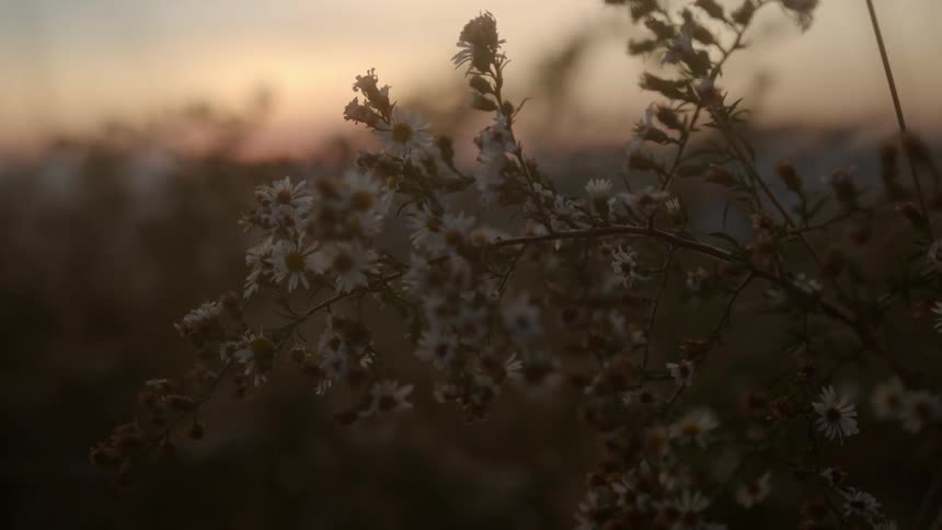 White wildflowers in a field at dusk