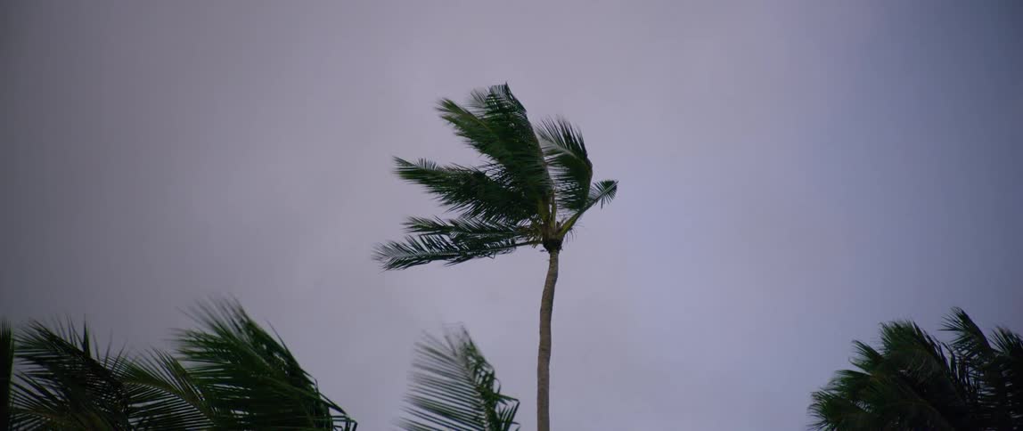 Palm trees blowing in heavy winds during a storm