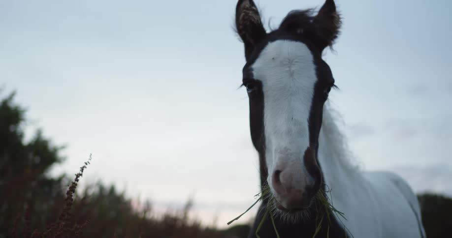 A horse eating grass with trees the sky and clouds in the background