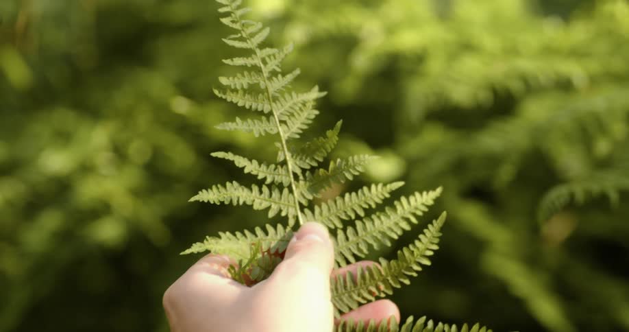 A hand holding a fern