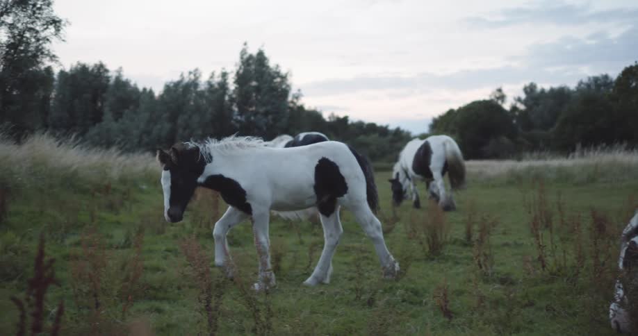Horses walking on a grassy field with trees the sky and clouds in the background