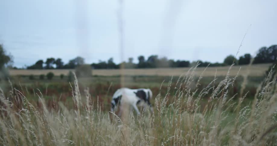 Black and white horse grazin on a grass field