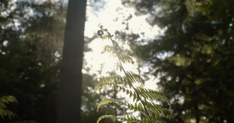 Fern branch leaves wavering in wind in forest on sunny day