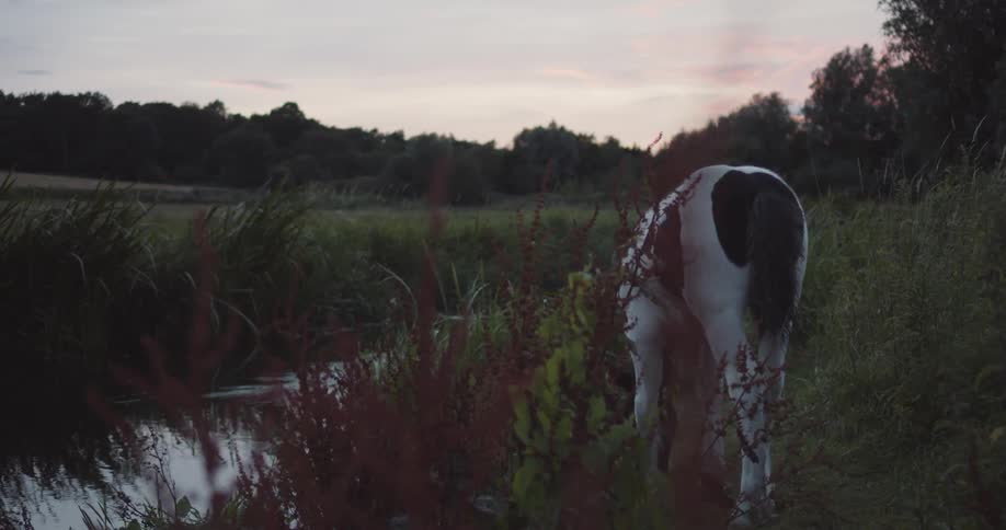 Small horse grazing on the green grass near a creek in a field at sunset