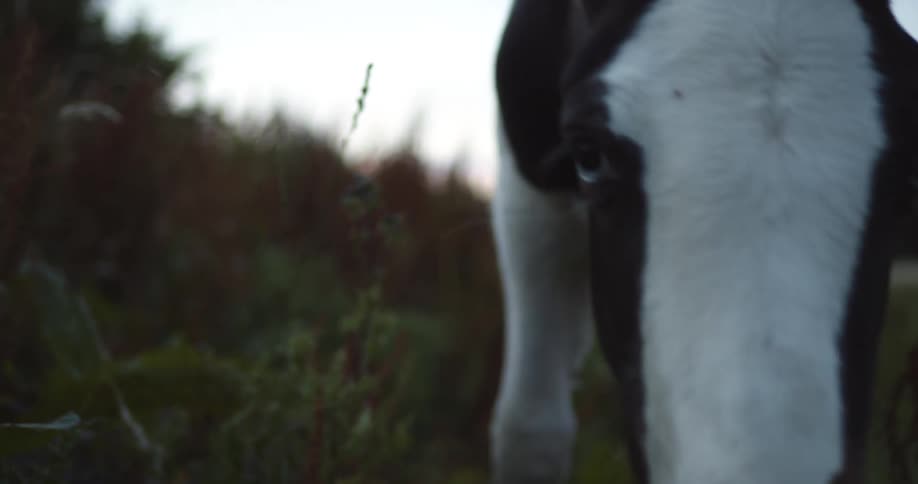 Black and white horse in a field eating grass