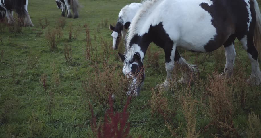 A pregnant horse grazing on a pasture near a foal