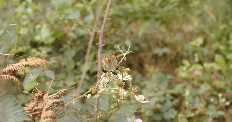 A small butterfly blends in the the plant that it is perched on while outdoors