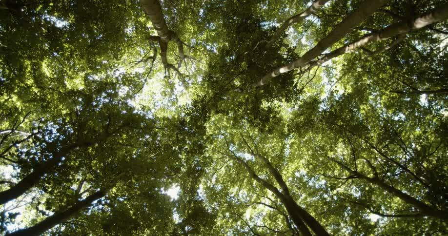 Trees with tall trunks and many leaves on their branches high in the sky on a sunny day