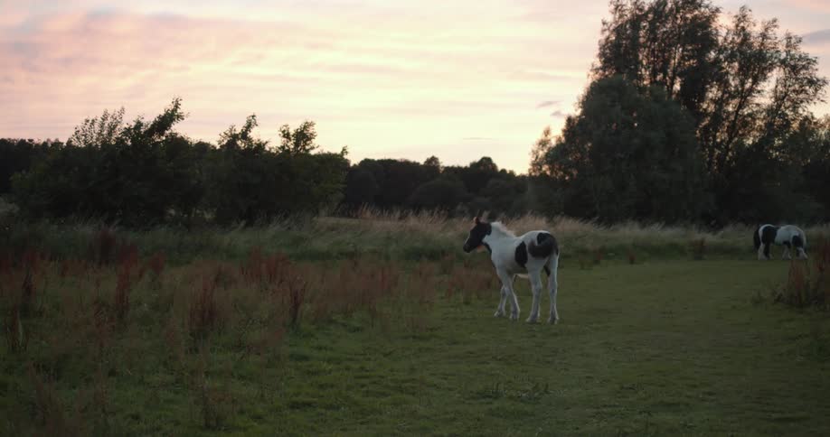 A small brown and white horse shakes off its head outdoors in a field at sunset