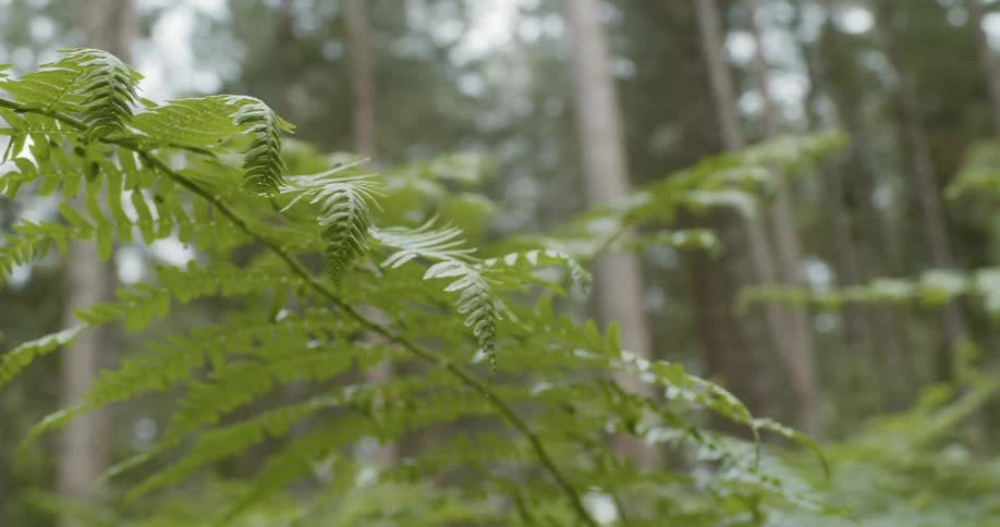 Fern leaves on a branch wavering in the wind with a forest in the background