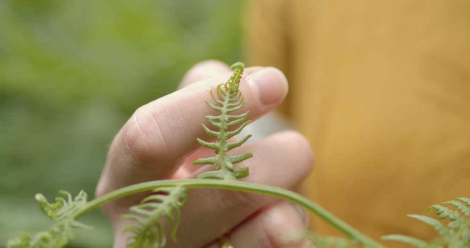 A person is touching a part of the plant