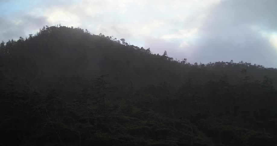Sea haze moves through wind-swept trees on coastal hill