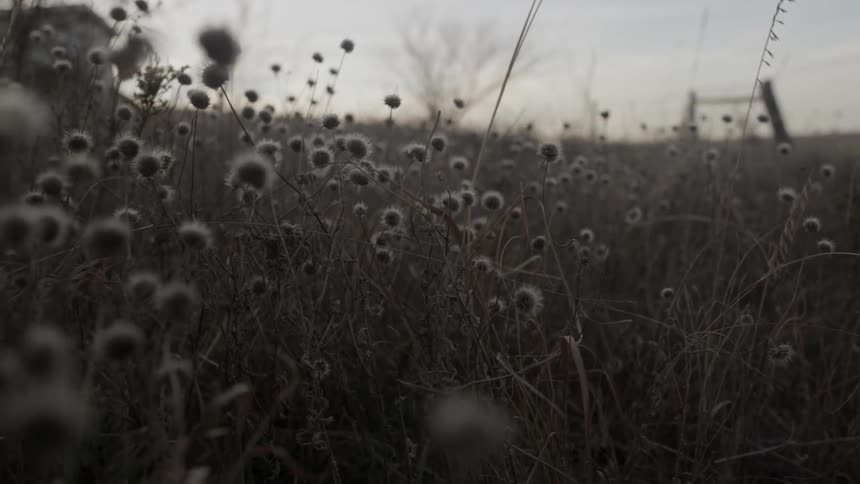 Weeds in a field at dusk
