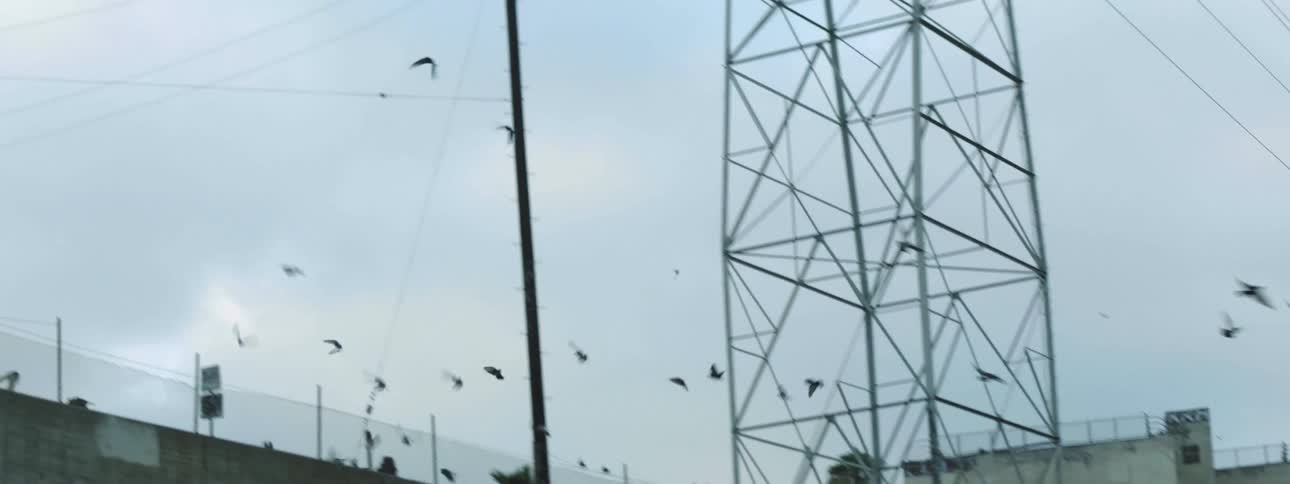 A flock of birds flying over a ditch in a city