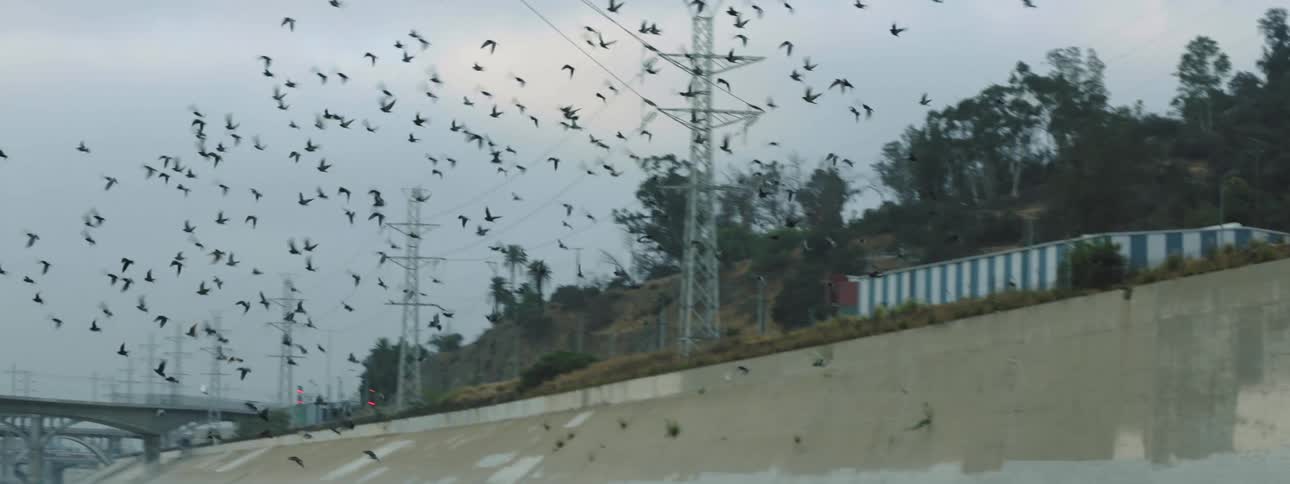 Dozens of ducks fly together over a river near a retaining wall