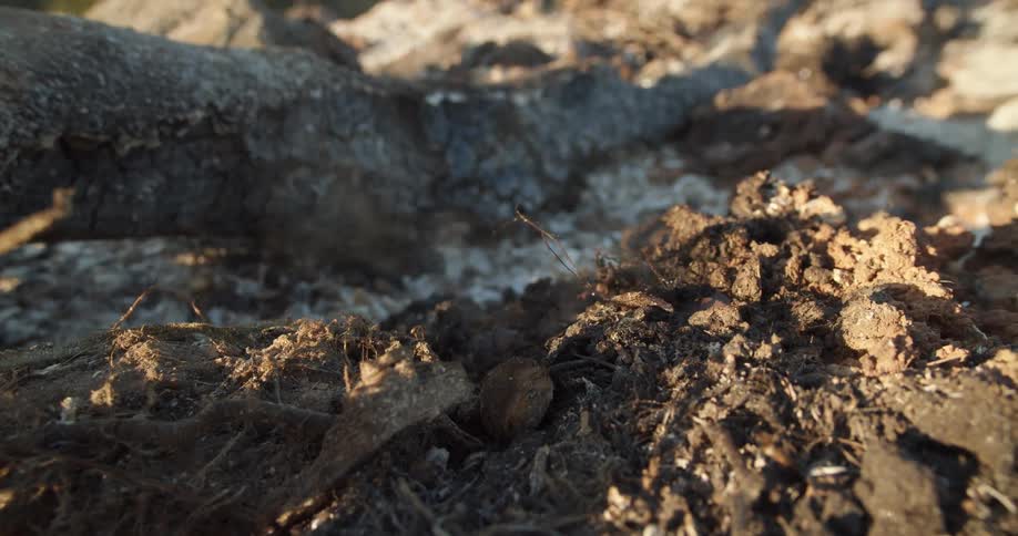 Smoke rises from the ash of a burned out campfire