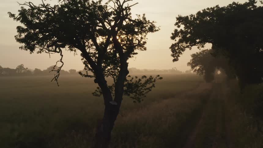 A dirt trail runs between trees along the edge of a field