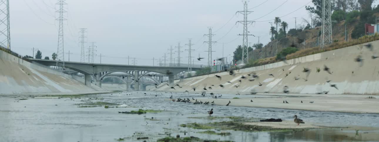 A group of birds drinking water in a flood control channel suddenly take flight