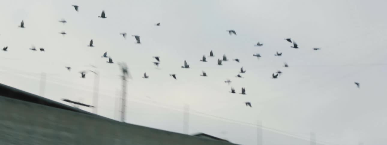 A flock of birds fly in the air outdoors near power lines