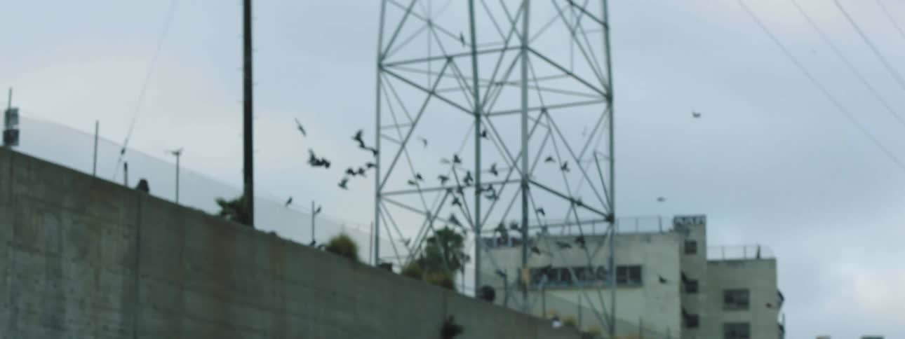 Pigeons flying under the power lines on a city