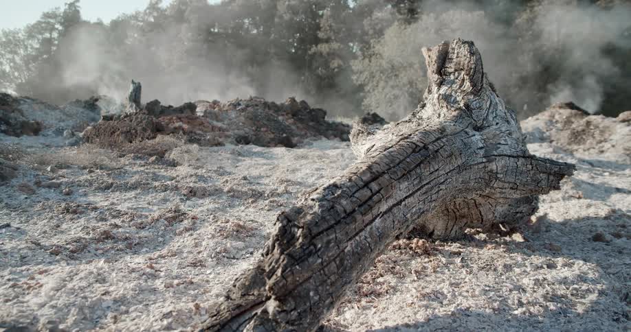 A shot of a tree and ground covered in soot and smoke