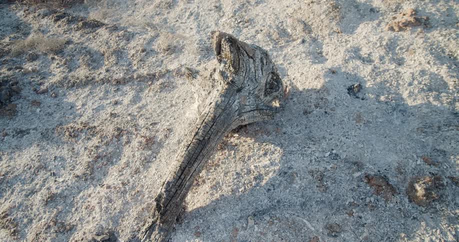 Driftwood sitting on a beach