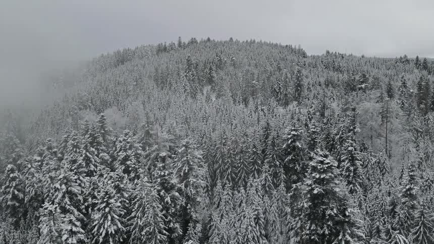 Snow covered forest on a winter day
