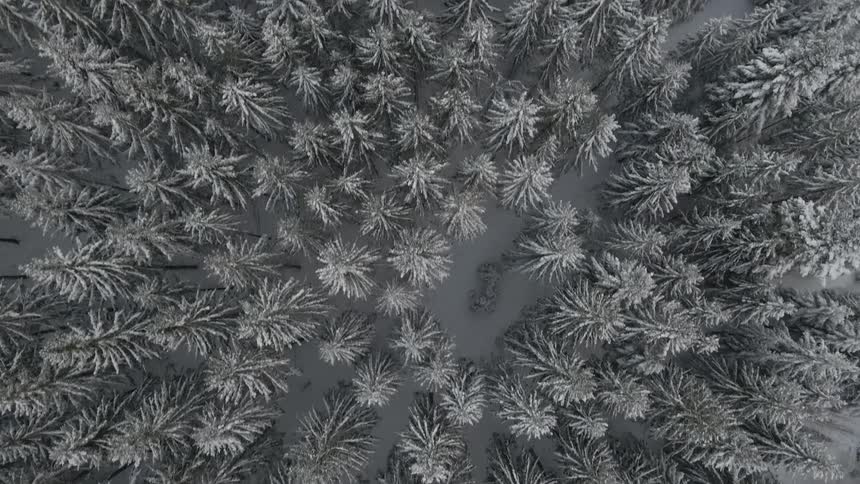 Trees in a dense forest are covered under a layer of snow