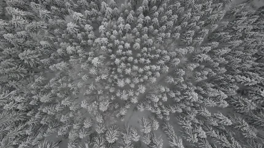 Snow covers the treetops of a forest