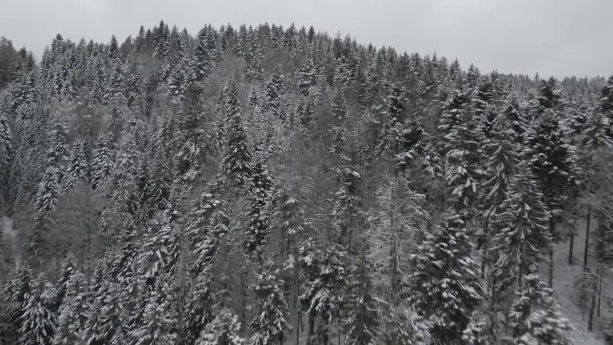 Aerial shot of a forest during the winter
