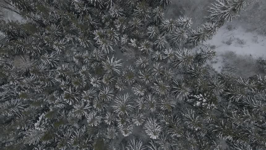 Aerial view of trees in a forest is displayed