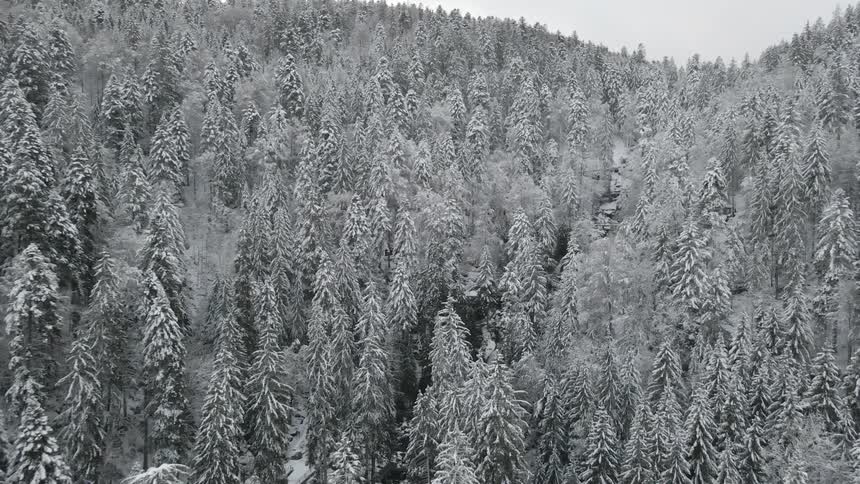 A thick forest on a mountain slope covered in snow and frost
