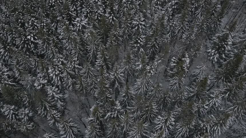 Snow covered forest and pine trees from an aerial view