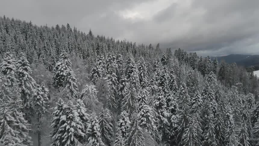 Snow covered pine forest on a cloudy day
