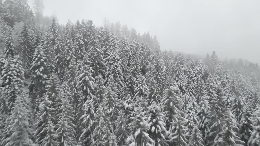Snow covered forest and trees on a winter day